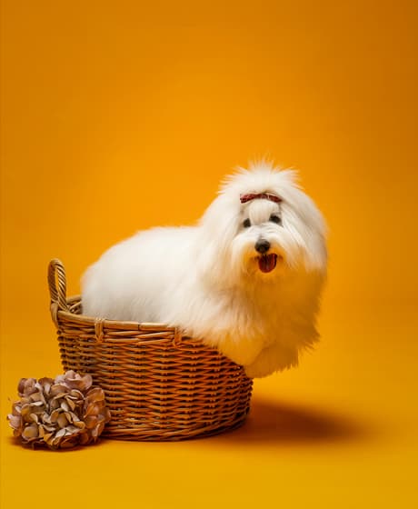 PET FAM 촬영